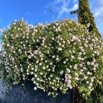 Rosa multiflora Blomst