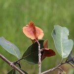 Combretum collinum Fruit