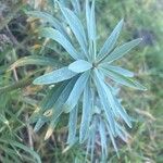 Euphorbia piscatoria Leaf