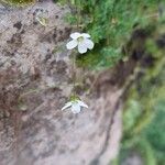 Arenaria balearica Flor
