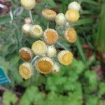 Helichrysum foetidum Цвят