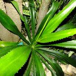 Eryngium elegans Leaf