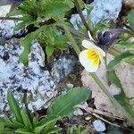 Viola arvensis Цвят