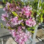 Dendrobium moniliforme Hábito