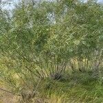 Salix exigua Lapas