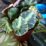 Begonia cleopatrae Frunză