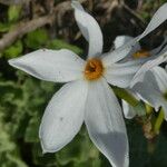 Narcissus obsoletus 花