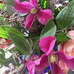 Clematis texensis Floare
