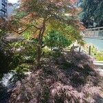 Acer palmatum Habitus