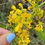 Senna marilandica 花