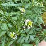 Nasturtium officinaleLorea