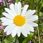 Leucanthemum heterophyllum Žiedas