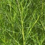 Eupatorium capillifolium Blad