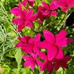 Rhodohypoxis baurii Flower