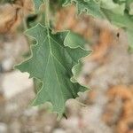 Datura ferox Leaf