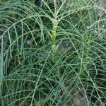 Sonchus leptocephalus Lapas