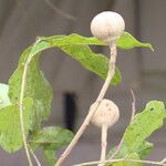 Khaya anthotheca Frukto