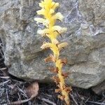 Orobanche flava Flower