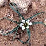 Colchicum gramineum Other