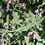 Salvia fruticosa Leaf