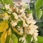 Wisteria floribundaBlomst