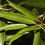 Clusia dukei Leaf