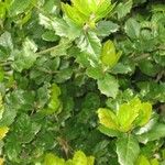 Quercus agrifolia Hoja