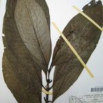 Palicourea calophylla Muu