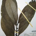 Palicourea calophylla Otro