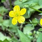 Ranunculus sardousFlower