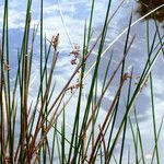 Juncus effusus Cvet