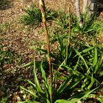 Yucca rupicola Habit