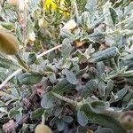 Cistus lasianthus Leaf