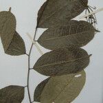 Mabea speciosa Otro