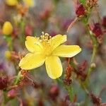 Hypericum triquetrifoliumFleur