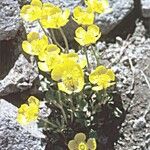 Ranunculus eschscholtzii Habit