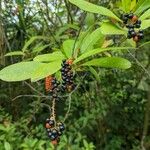 Citharexylum caudatum Fruit