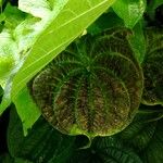 Dioscorea sansibarensis Hoja