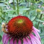 Echinacea angustifoliaBlüte