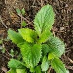 Verbena urticifolia Лист
