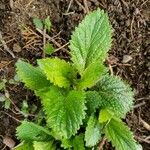 Verbena urticifolia 葉