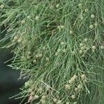 Gymnostoma nodiflorum Hábito
