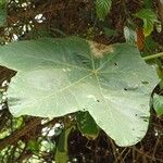 Cecropia purpurascens Blatt