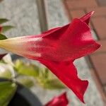 Mandevilla sanderi Flower