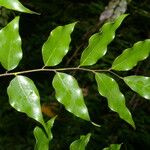 Machaerium seemannii Leaf