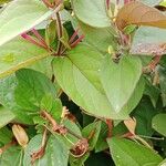 Lonicera caprifolium Blad