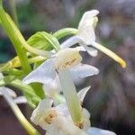 Platanthera bifolia Цветок