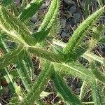 Cirsium ferox Frunză