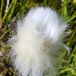 Eriophorum scheuchzeri Ffrwyth