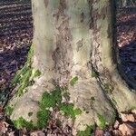 Platanus × hispanica Bark